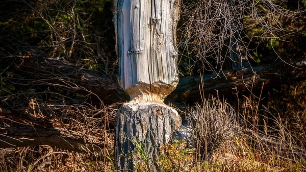 Castori Hanno Rosicchiato Questo Tronco Albero Morto Nel Grand Teton — Foto Stock