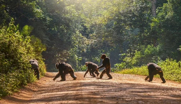 Interesante Comportamiento Animal Con Chimpancé Macho Pan Troglodytes Caminando Erguido — Foto de Stock