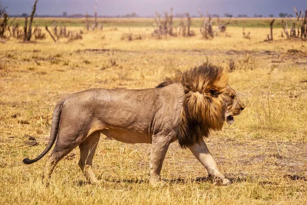 一只雄狮在镜头前走过 长长的鬃毛在风中飘扬的特写侧影 — 图库照片