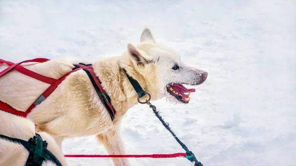 侧看一只被利用的杂种狗 哈士奇雪橇狗 它的脸上有冰粒 毛皮上有雪 看起来很高兴也很渴望在寒冷的温度下奔跑 — 图库照片
