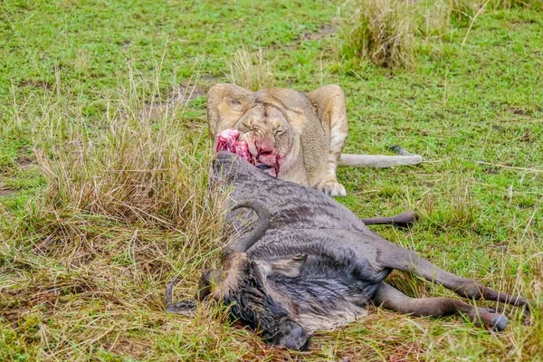 在肯尼亚马赛马拉举行的一年一度的大型迁徙活动中 非洲的一个狩猎场景展示了一头成年母狮正在咀嚼一头野兽的肉 — 图库照片