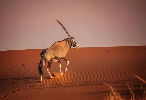 Orice Solitario Gazella Orice Piedi Immobile Sopra Una Cresta Dune — Foto Stock