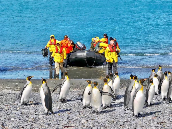 South Georgia Island Novembre 2010 Gruppo Pinguini Aptenodytes Patagonicus Una — Foto Stock