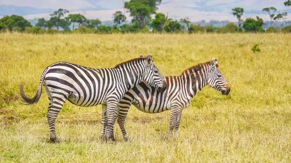 Zebra Delle Pianure Equus Burchelli Sottospecie Zebra Boehm — Foto Stock