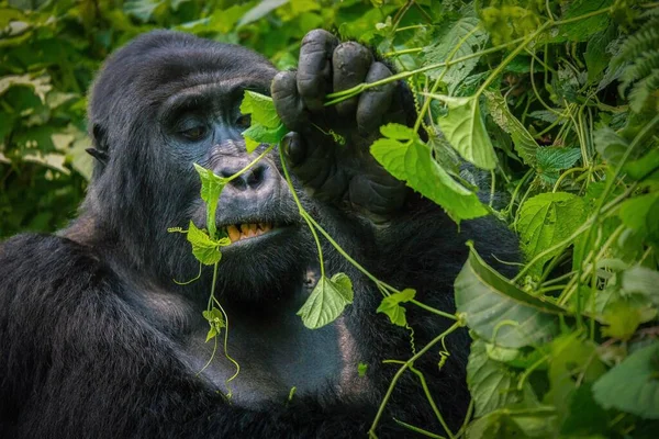 고릴라 Gorilla Beringei Beringei 사진은 Bwindi Impenetrable National Park 잎으로 — 스톡 사진
