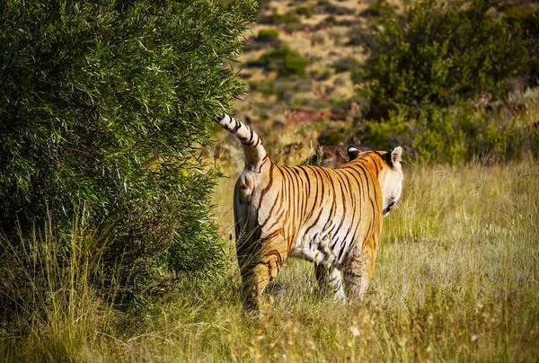 Showing tiger (Panthera tigris) social behavior, as an adult sprays a bush with its scent, to mark the boundary of his territory.