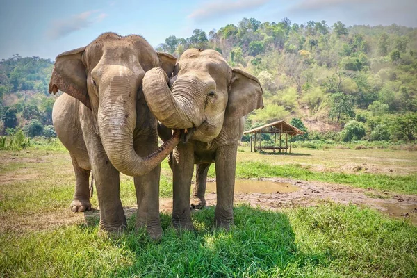 Friendly and affectionate animal behavior as two adult female Asian elephants (elephas maximus) touch each other with their trunks and faces, in rural Chiang Mai province in northern Thailand.