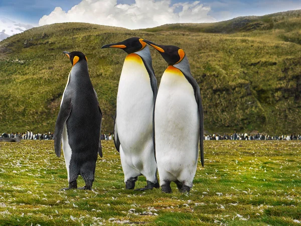 南乔治亚岛索尔兹伯里平原 Salisbury Plain 的草地上 三只成年企鹅 Aptenodytes Patagonicus 站在一起的低视角图像 它们的橙色和黄色标记是可见的 — 图库照片