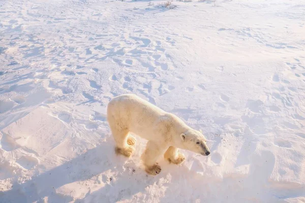 Vista Alto Ângulo Urso Polar Macho Adulto Ursus Maritimus Sozinho — Fotografia de Stock