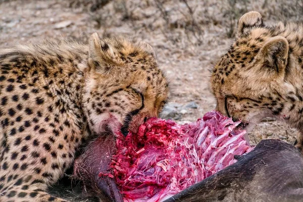在南非 两只野生猎豹 金丝雀 手足手足在吃死疣肉的特写镜头 — 图库照片