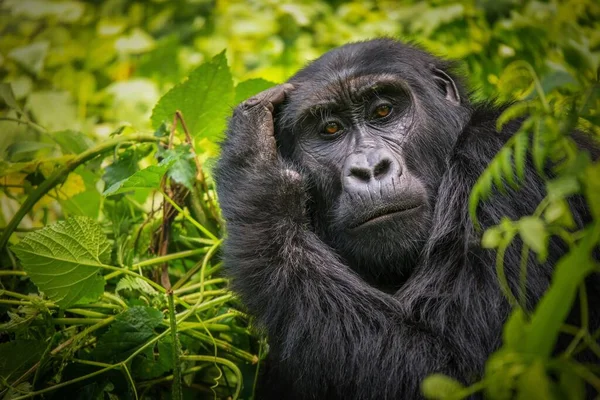 Dişi bir dağ gorilinin (Gorilla beringei beringei) yakın plan portresi, Uganda 'daki Bwindi Impenetrable Milli Parkı' nın doğal orman yaşam alanındaki yüz hatlarını gösteriyor..