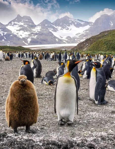 Vertical Shot Colony King Penguins Aptenodytes Patagonicus South Georgia Island —  Fotos de Stock