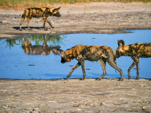 3只非洲野狗 拉丁语 Lycaon Pictus 在博茨瓦纳的一个水坑里 他们戴着跟踪项圈来监视自己在野外的行为和迁移 — 图库照片
