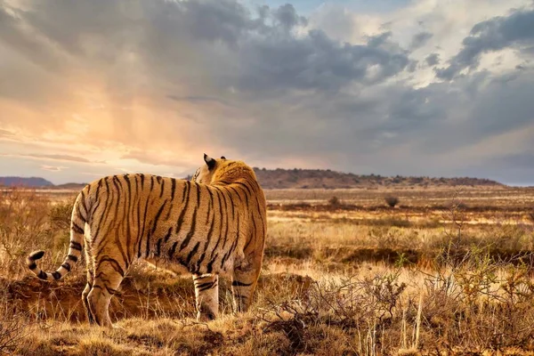 Взрослый Тигр Panthera Tigris Tigris Стоит Подсветкой Заходящего Солнца Оранжевые — стоковое фото