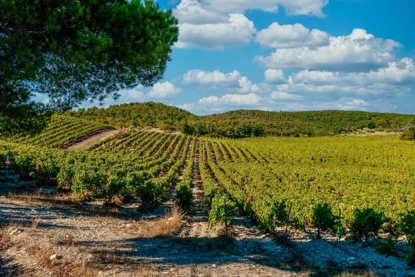 Vista Panorâmica Das Vinhas Verdes Tranquilas Cultivadas Nas Colinas Ondulantes — Fotografia de Stock