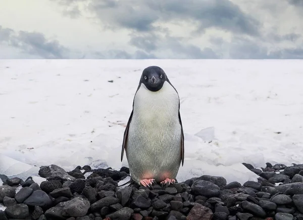 Крупный План Взрослого Адели Пингвина Pygoscelis Adeliae Стоящего Перед Камерой — стоковое фото