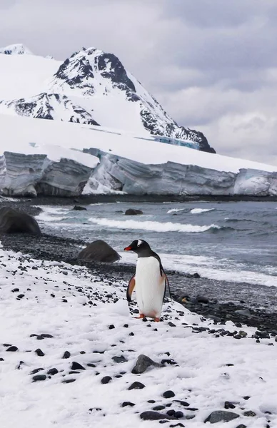 Bir Güney Gentoo pengueninin dikey görüntüsü (pygoscelis papua ellsworthi), arka planda dramatik bir Antarktika manzarasıyla karlı, kayalık bir plajda tek başına duruyor. Güney Shetland Adaları.