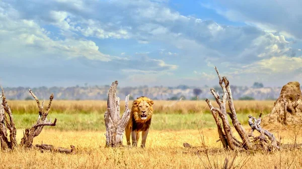 Bir erkek aslan (Panthera leo), Botsvana 'daki Chobe Ulusal Parkı' nda Savute 'un vahşi doğasında kendi bölgesini araştırmaktadır..