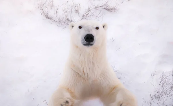 Visão Alto Ângulo Rosto Peito Urso Polar Macho Selvagem Enquanto — Fotografia de Stock
