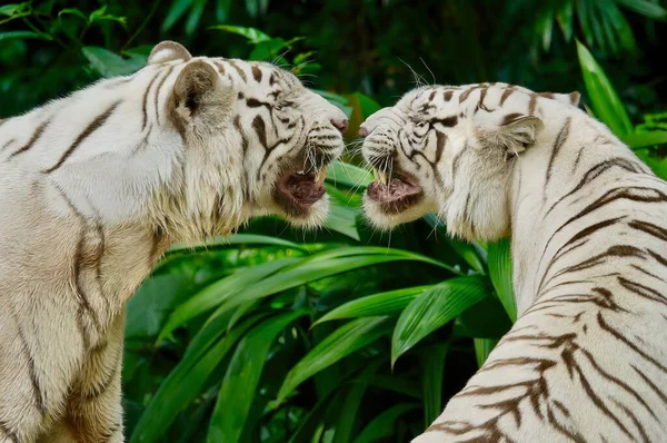 Close Dois Belos Tigres Brancos Cara Cara Roncando Rosnando Para — Fotografia de Stock