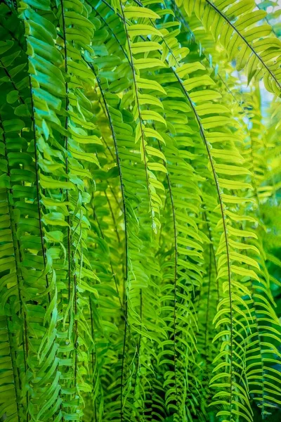 Lunga Fronde Felce Arco Cascata Cesto Appeso Giardino All Aperto — Foto Stock