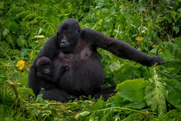 黑猩猩和宝宝坐在非洲丛林里 摆出一种沉思的姿势 就像一个人 让他的眼睛发光 乌干达Kibale国家公园 — 图库照片