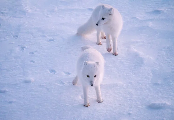 Fokus Främre Arktiska Rävar Vulpes Lagopus Som Står Nära Annan — Stockfoto