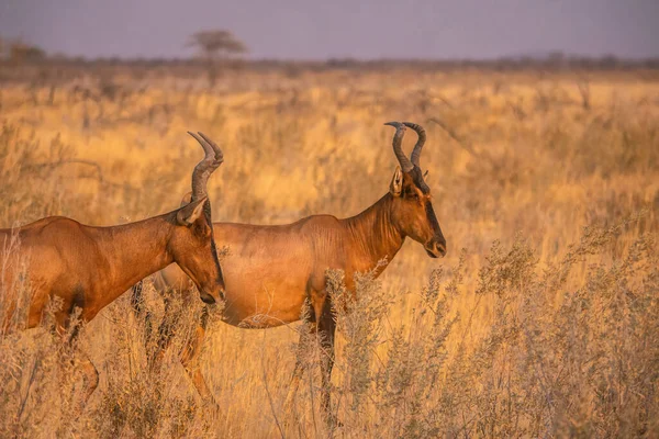 Sidovy Två Vuxna Tsessebes Latin Damaliscus Lunatus Lunatus Står Tillsammans — Stockfoto