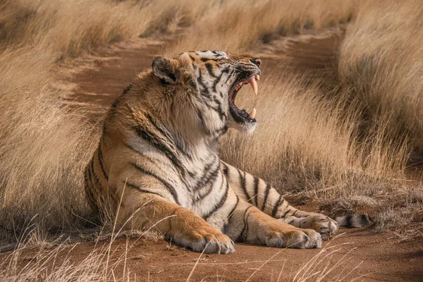 Nahaufnahme Eines Erwachsenen Tigers Mit Offenem Maul Der Knurrt Und — Stockfoto