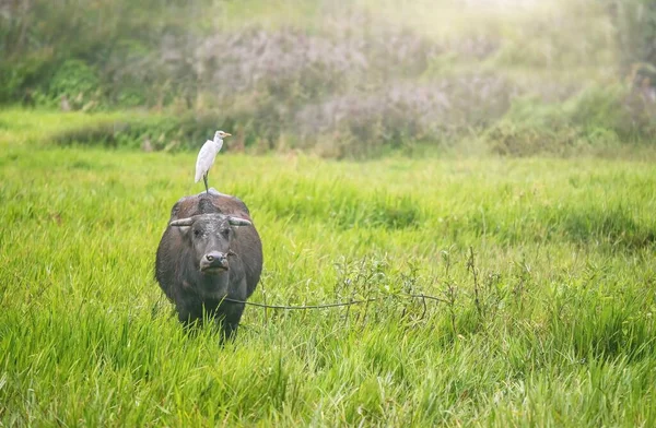 The water buffalo and cattle egret have a symbiotic relationship, and this female carabao (Bulabus bubalis) in the Philippines is standing in a grassy field, its fur covered with mud, looking directly at the camera while an egret stands on its back.