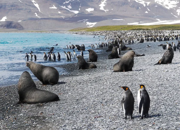 Grand Groupe Manchots Royaux Aptenodytes Patagonicus Otaries Fourrure Mélangés Sur — Photo