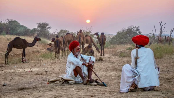 Pushkar India Novembre 2015 Commerciante Cammelli Del Rajasthan Socializza Con — Foto Stock