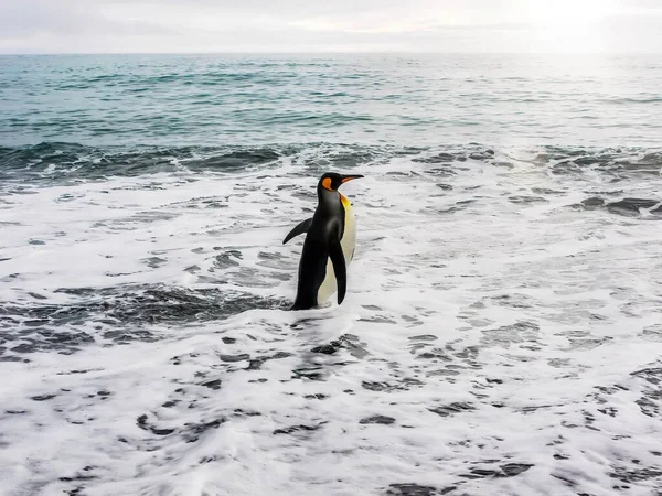 Одинокий Пингвин Aptenodytes Patagonicus Быстро Идет Пенное Море Готовый Плаванию — стоковое фото