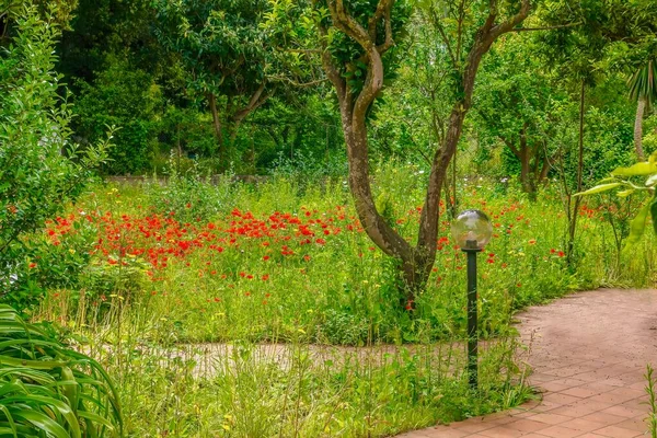 Grazioso Giardino All Italiana All Inizio Dell Estate Con Papaveri — Foto Stock