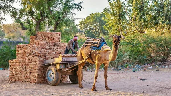 Mandawa India Novembre 2015 Dromedario Cammello Funzionante Imbrigliato Carrello Consegna — Foto Stock