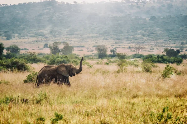 Afrykańska Scena Krajobrazu Jako Samotna Samica Słonia Afrykańskiego Loxodonta Africana — Zdjęcie stockowe