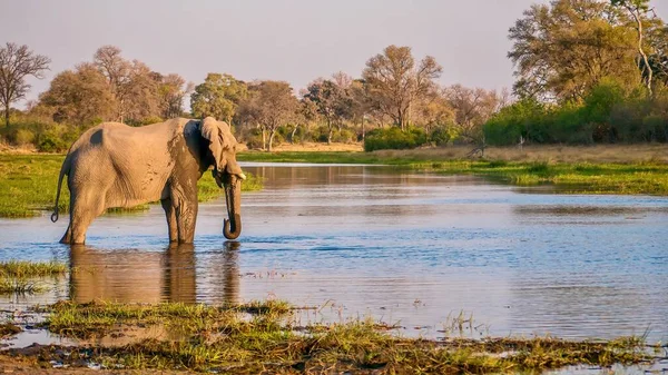 Afrykański Słoń Loxodonta Africana Cieszy Się Spokojną Chwilą Samotnego Ochłodzenia — Zdjęcie stockowe
