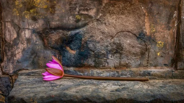 Beleza Simples Único Lírio Água Rosa Deitado Degrau Pedra Resistida — Fotografia de Stock