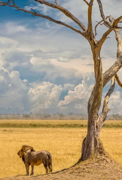 León Macho Está Solo Bajo Viejo Árbol Muerto Una Llanura — Foto de Stock