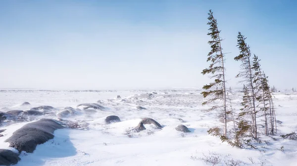 Paesaggio Tundra Spazzato Dal Vento Una Fredda Giornata Invernale Nel — Foto Stock