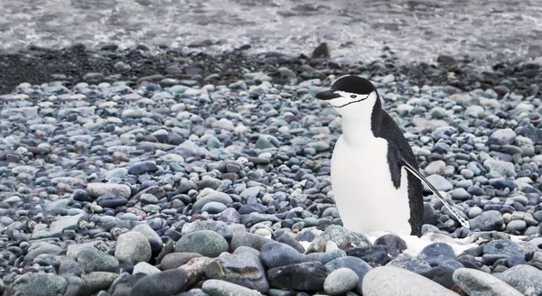 Крупный План Пингвина Pygoscelis Antarctica Стоящего Крошечном Участке Снега Галечном — стоковое фото
