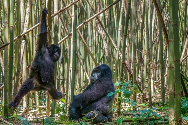 Una Vista Rara Come Gorilla Montagna Argentato Maschio Guarda Suo — Foto Stock