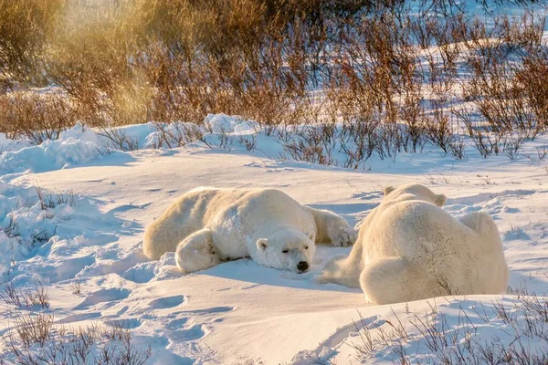 Dois Ursos Polares Selvagens Adultos Ursus Maritimus Deitados Juntos Neve — Fotografia de Stock