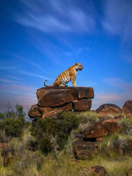 Imagem Vertical Grande Tigre Macho Sentado Perfil Afloramento Rochoso Que — Fotografia de Stock