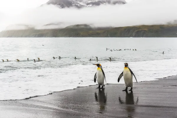 Deux Pingouins Rois Adultes Marchant Ensemble Long Une Plage Sable — Photo