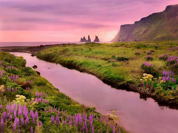 Una Bella Scena Paesaggistica Nell Islanda Rurale Con Fiori Estivi — Foto Stock