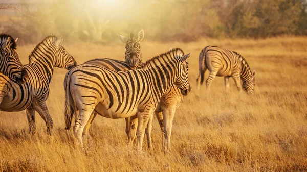 Namibya 'daki Etosha Ulusal Parkı' nın kuru otlarında altın sabah ışığı ve Burchell zebraları sürüsü (Equus burchelli).