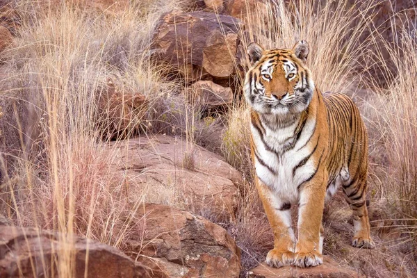 Beautiful Female Tigress Latin Panthera Tigris Stands Looking Camera Camouflaged — Stock Photo, Image