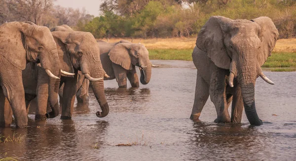 Grupa Słoni Afrykańskich Kłami Zebranych Razem Aby Pić Wodę Rzece — Zdjęcie stockowe