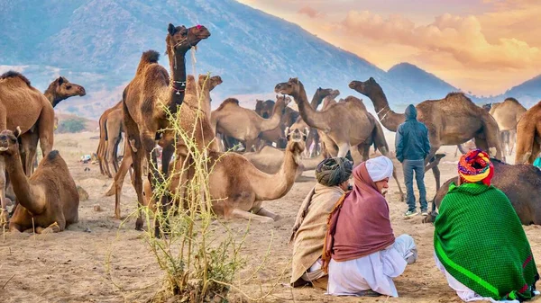 Pushkar Indien November 2015 Kamelhändler Beobachten Eine Herde Kamele Einem — Stockfoto